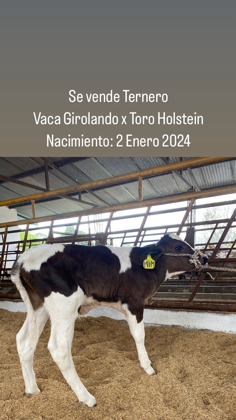 VENTA TERNEROS GENÉTICA 100% lechera — 1