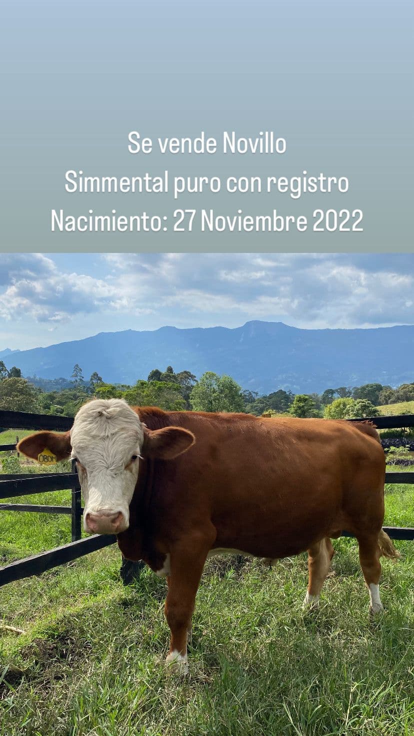 NOVILLOS SIMMENTAL CON REGISTRO — 1