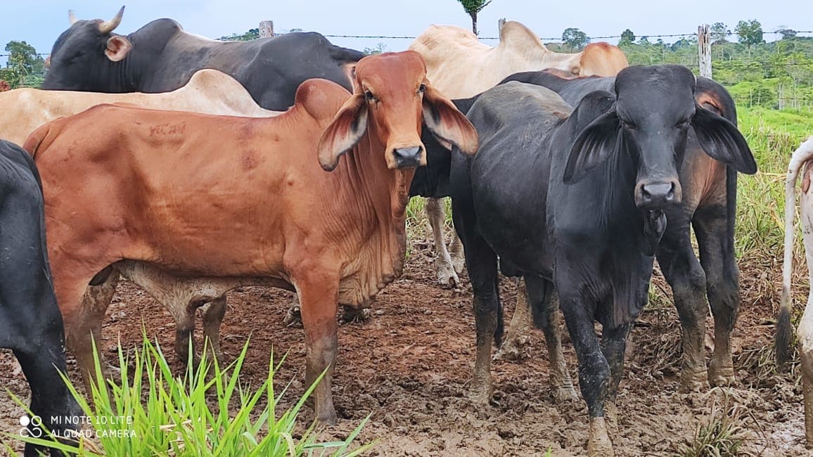 20 TERNEROS DE LEVANTE 350 KG — 1