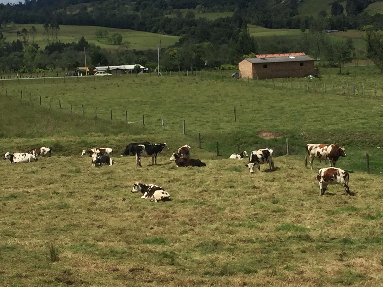 Venta lote vacas y terneras normando. Macho Ayrshire y Holstein rojo. — 1