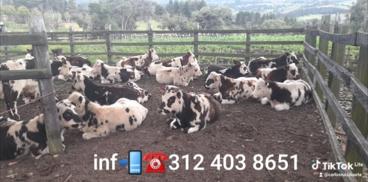 ☎️ machos normandos para engorde — 1