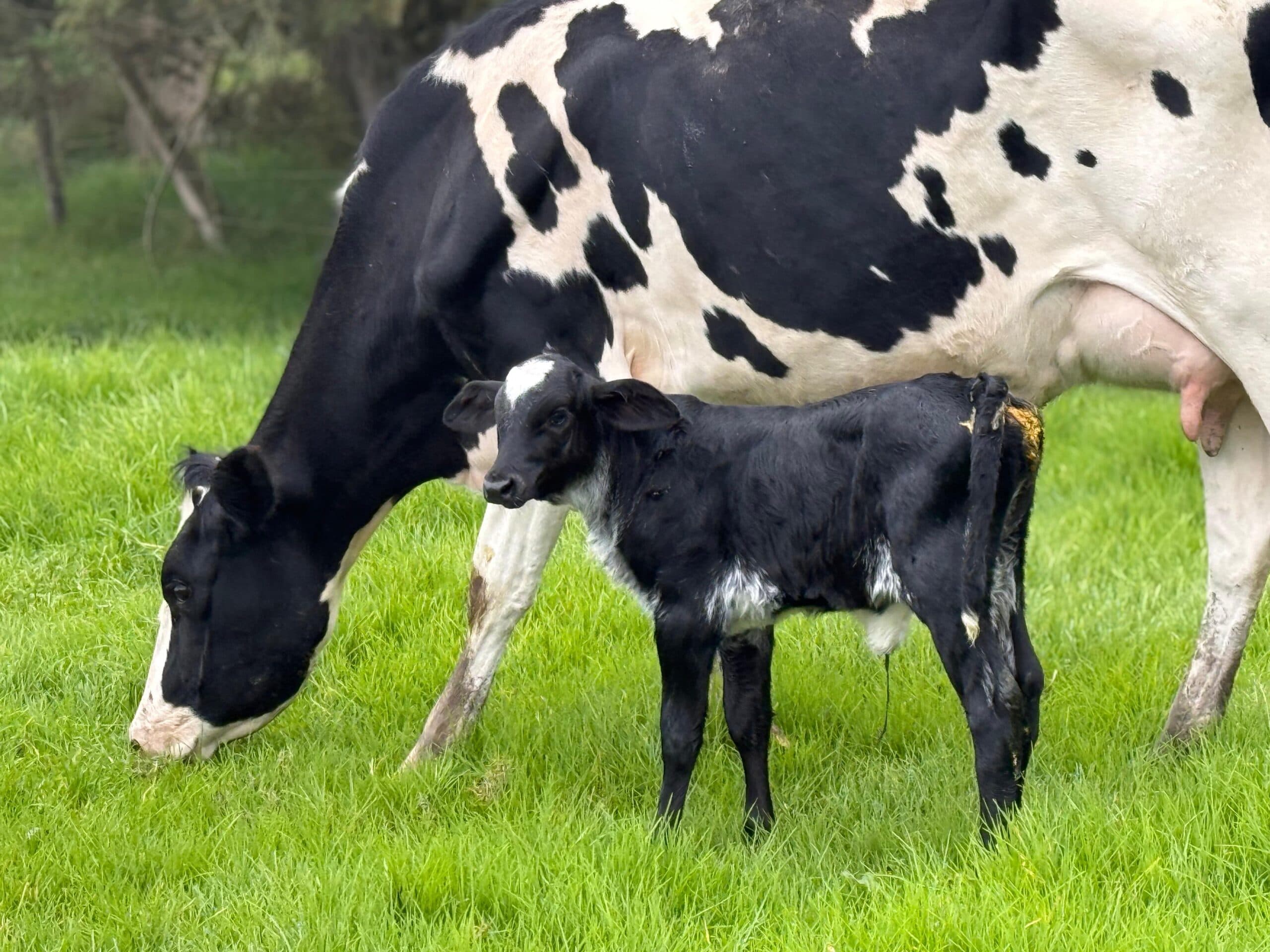 TERNERAS GIROLANDO F1 — 1