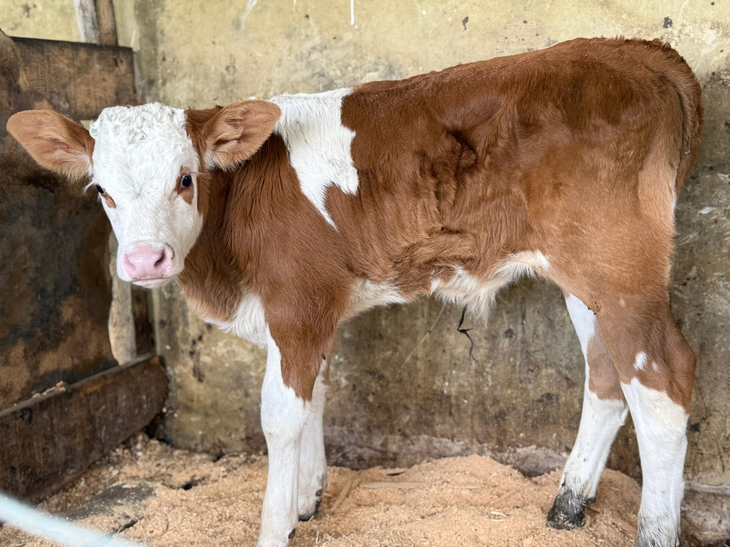 MACHO SIMMENTAL REGISTRADO — 1