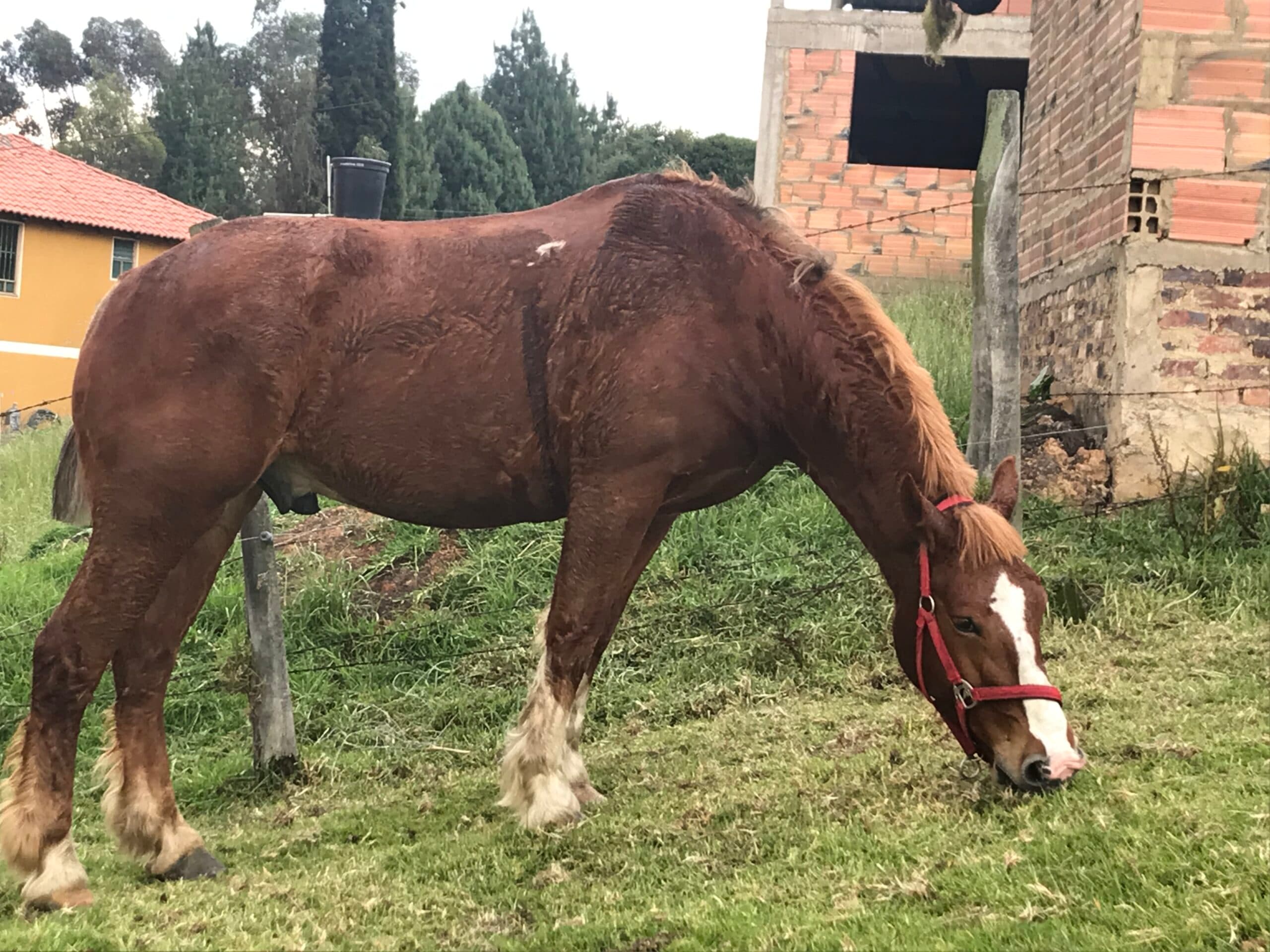 Vendo Caballo Belga Semipercheron