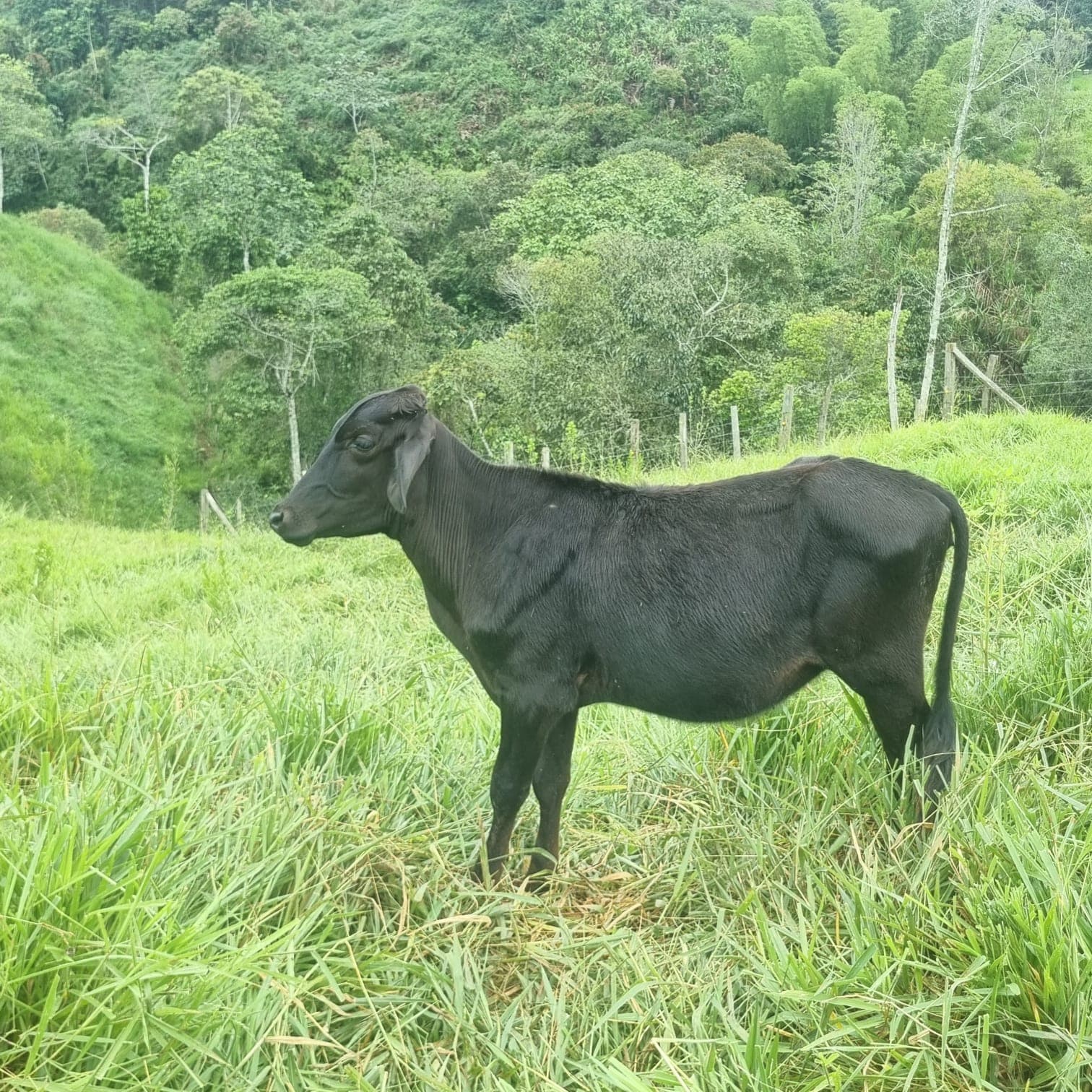 ternera girolando — 1
