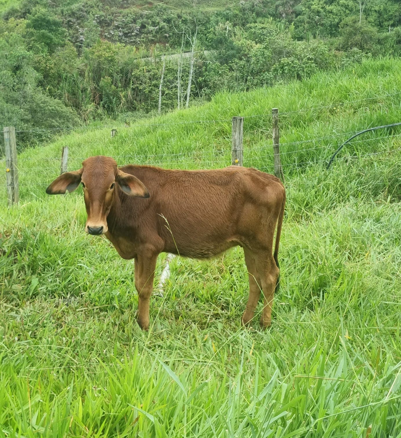 ternera girolando — 1
