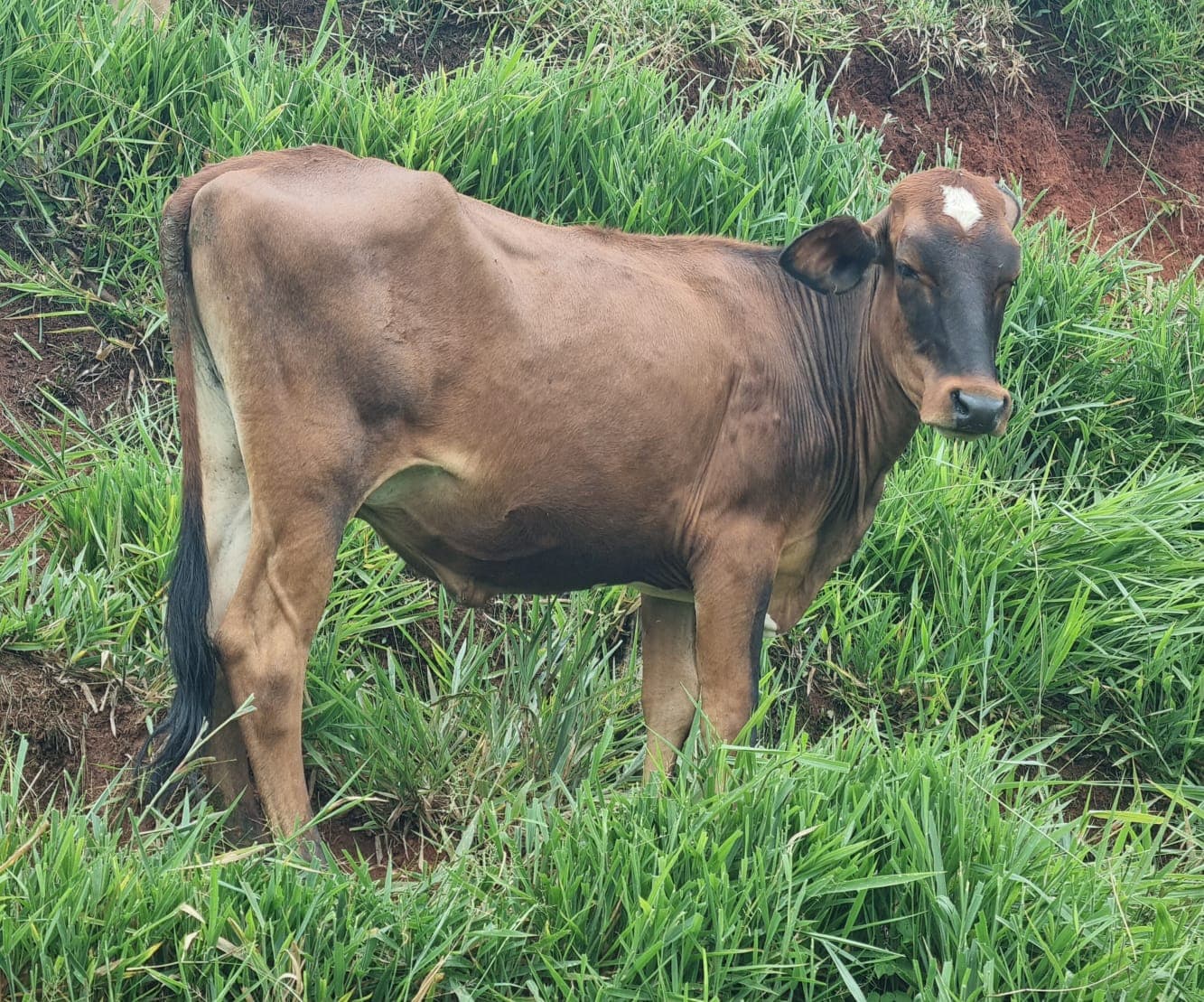 ternera girolando — 1