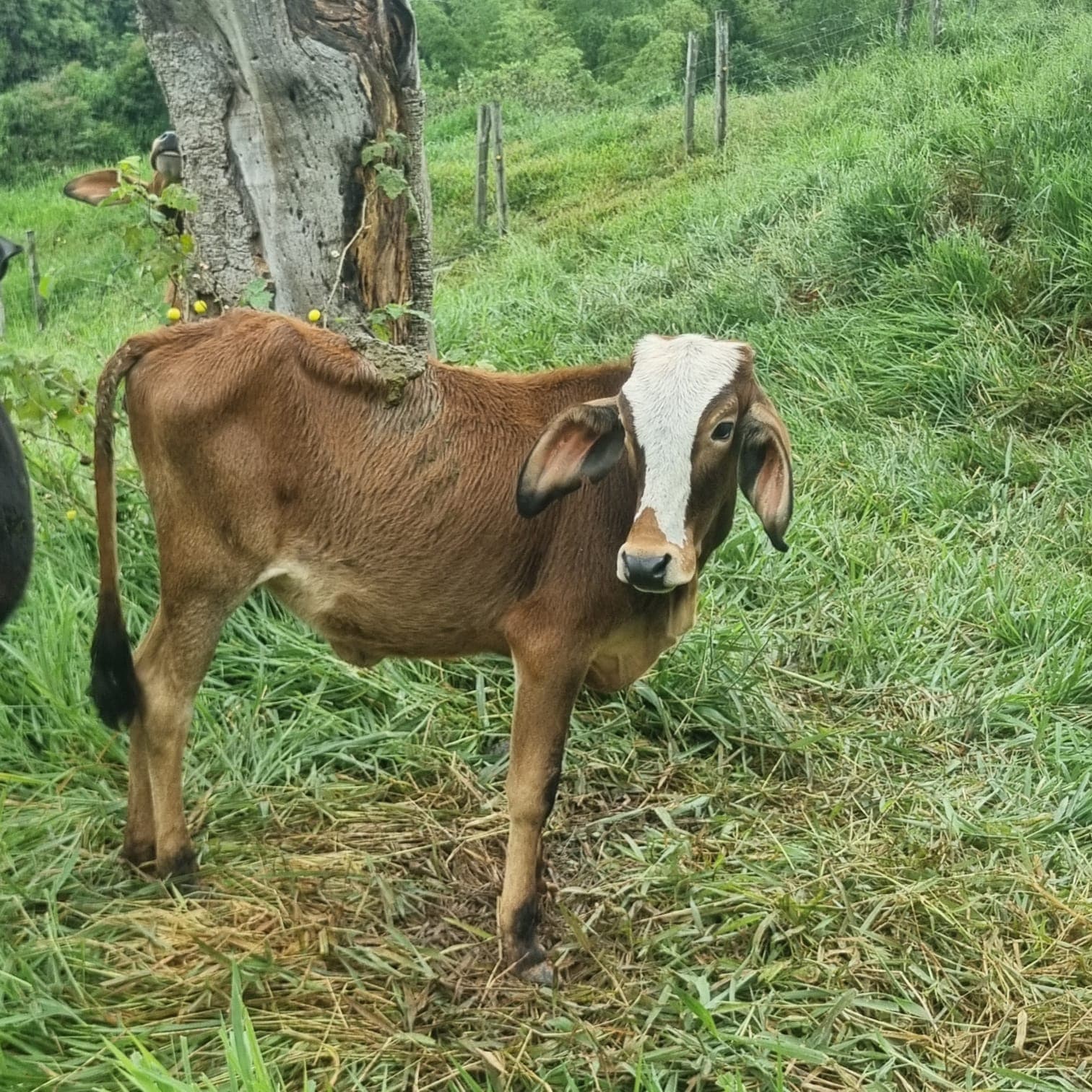 ternera girolando — 1