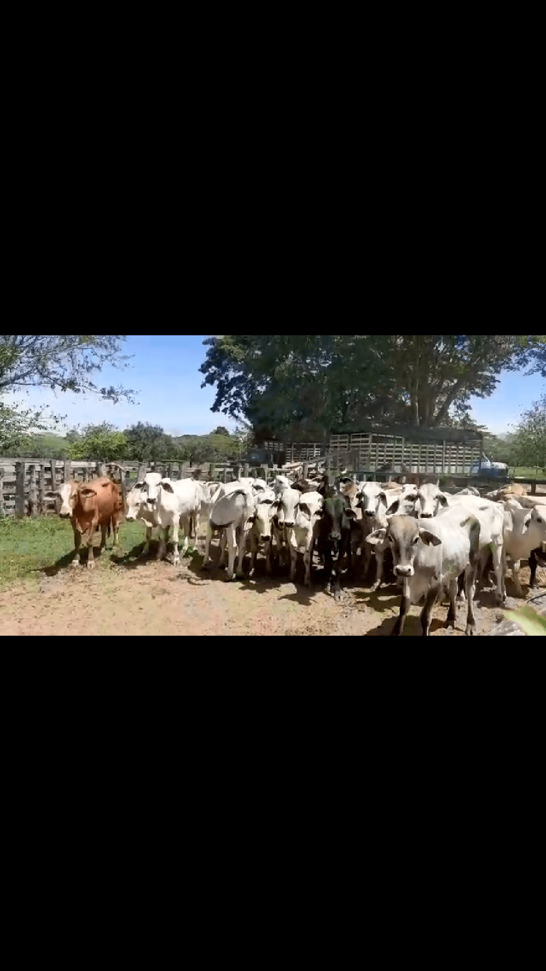Hermoso Ganado a la venta — 1