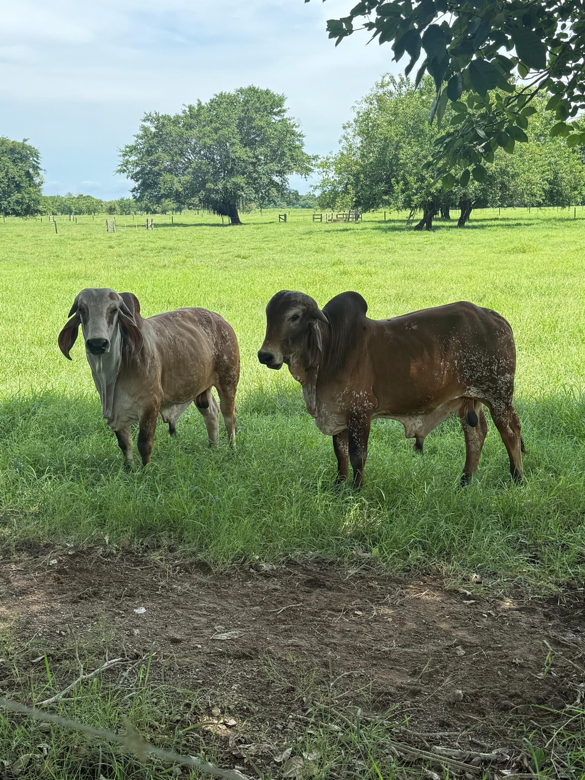 TOROS GYR PURO (Se venden juntos o por separado) — 1