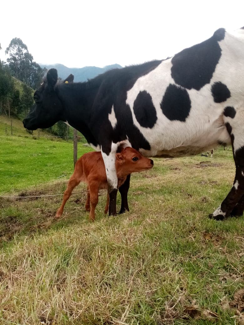 VENTA JERHOL CON TERNERA — 1