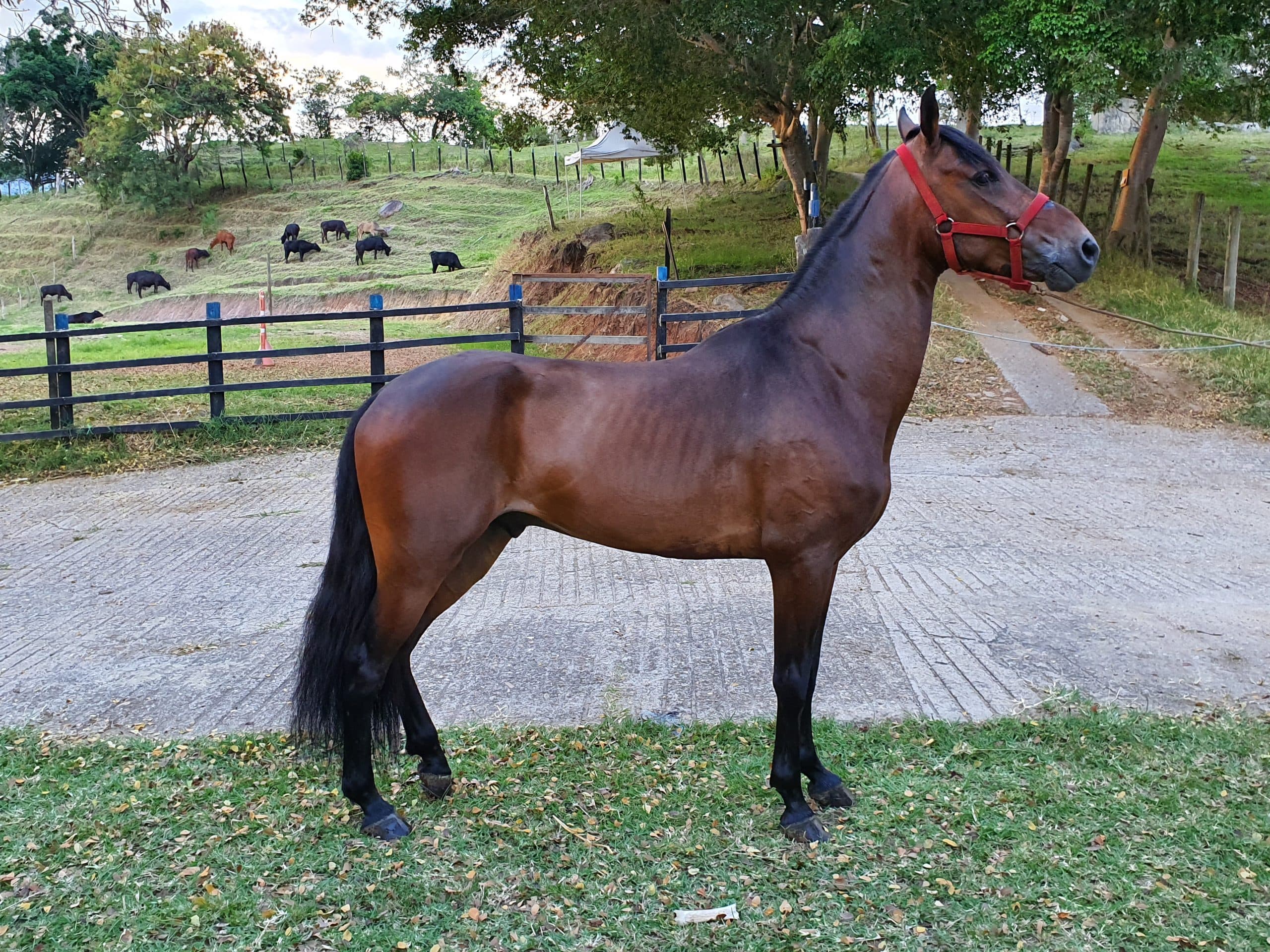 caballo paso fino — 1