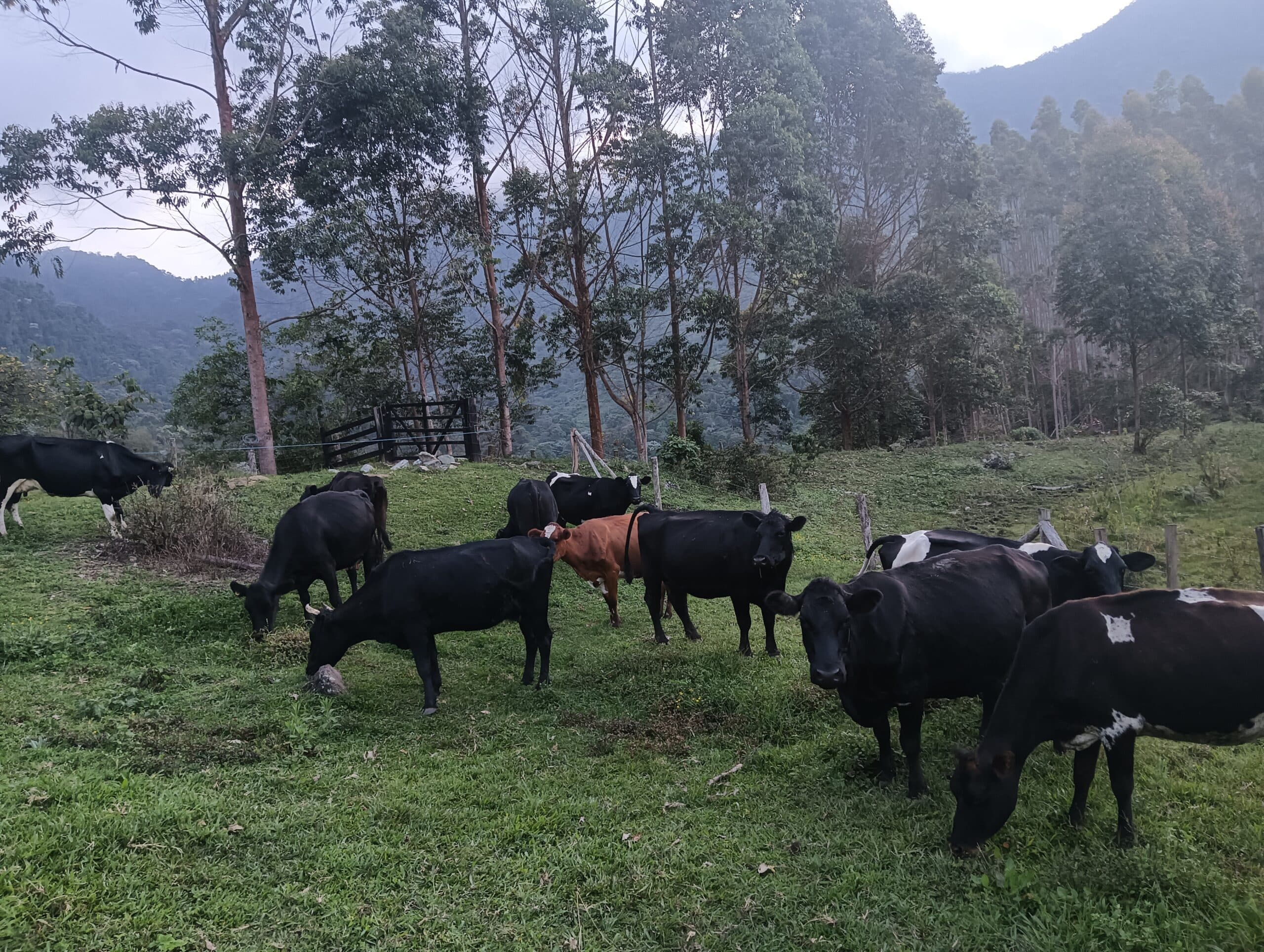 Ganado lechero a muy buen precio — 1