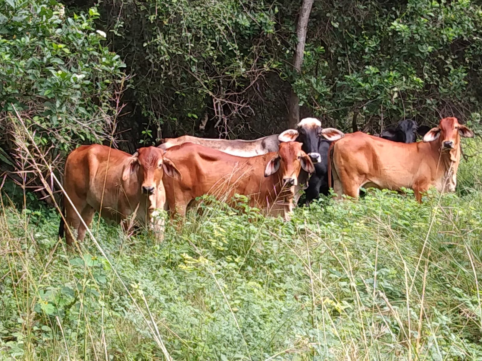 Venta de tres Novillas Brahman rojas y un Torete Gris