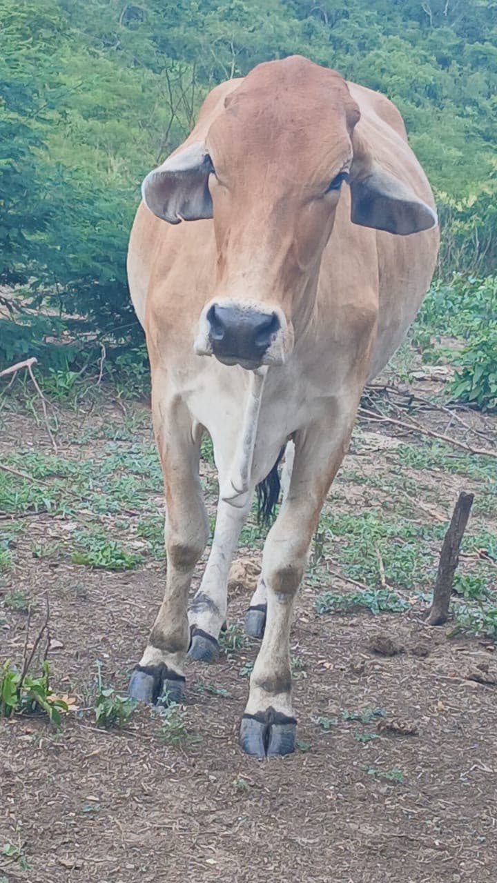 Vaca Joven en embarazo