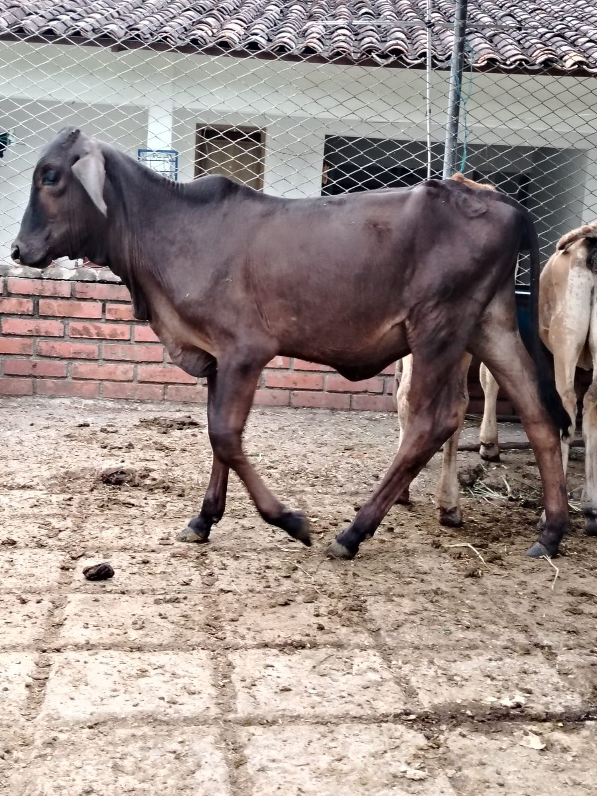 terneros en venta