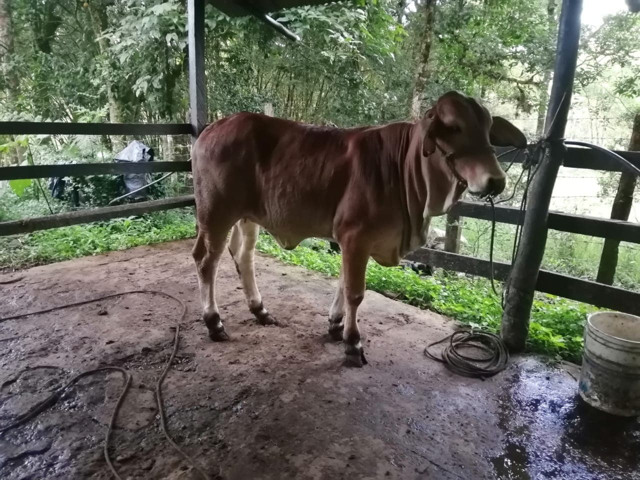 Venta de novilla Brahman x Girolando de 12 meses con peso de 12meses con peso de 315 kg