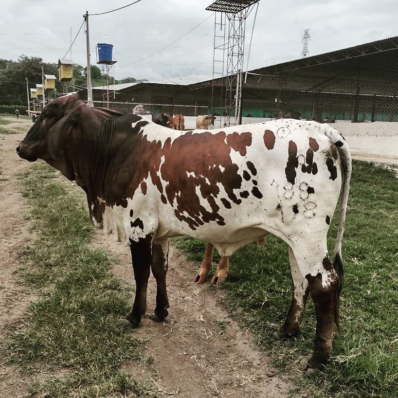 Venta de Novillas Simmental — 1