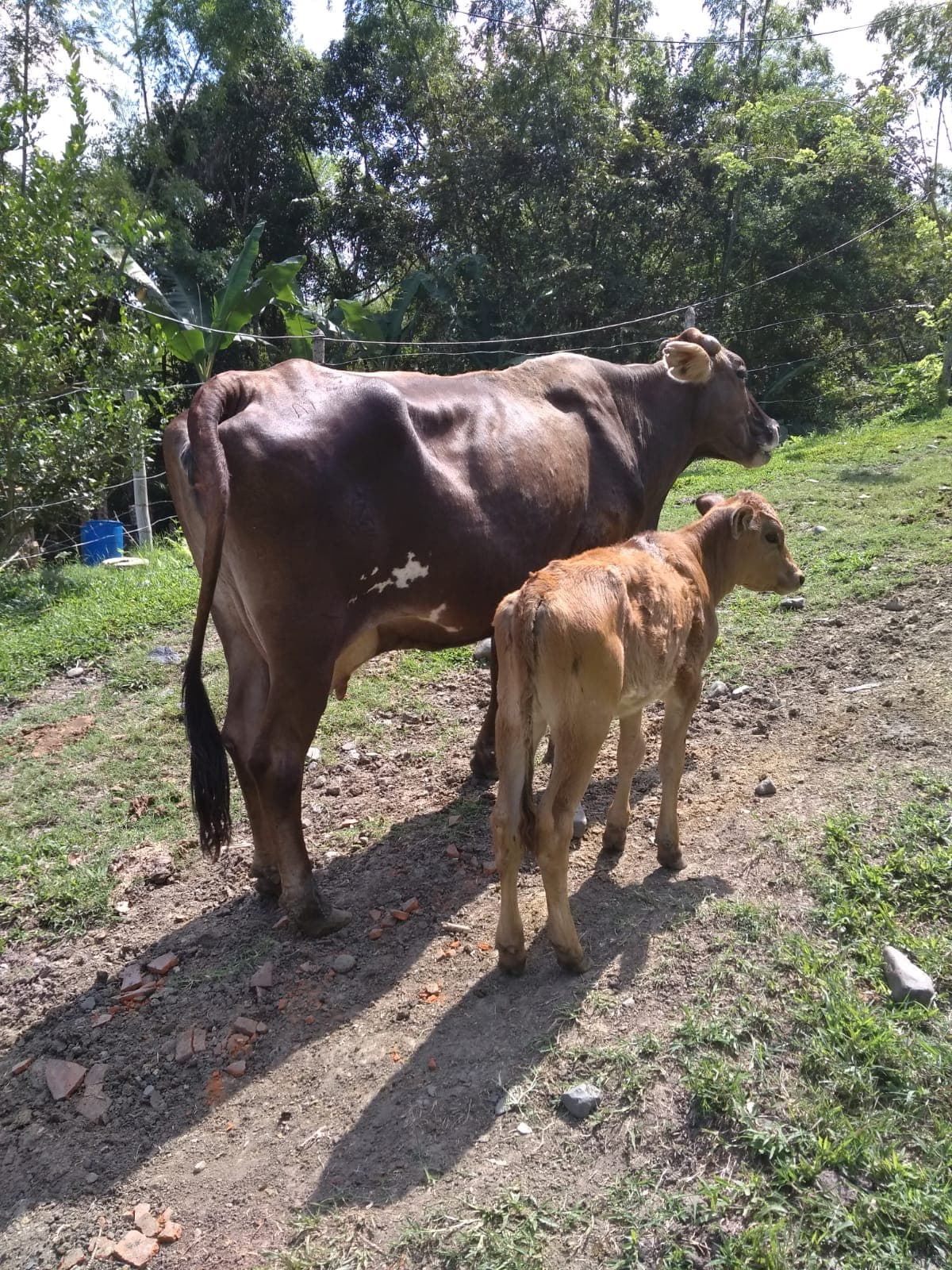 ATADO DE VACA PARDO SUIZO — 1