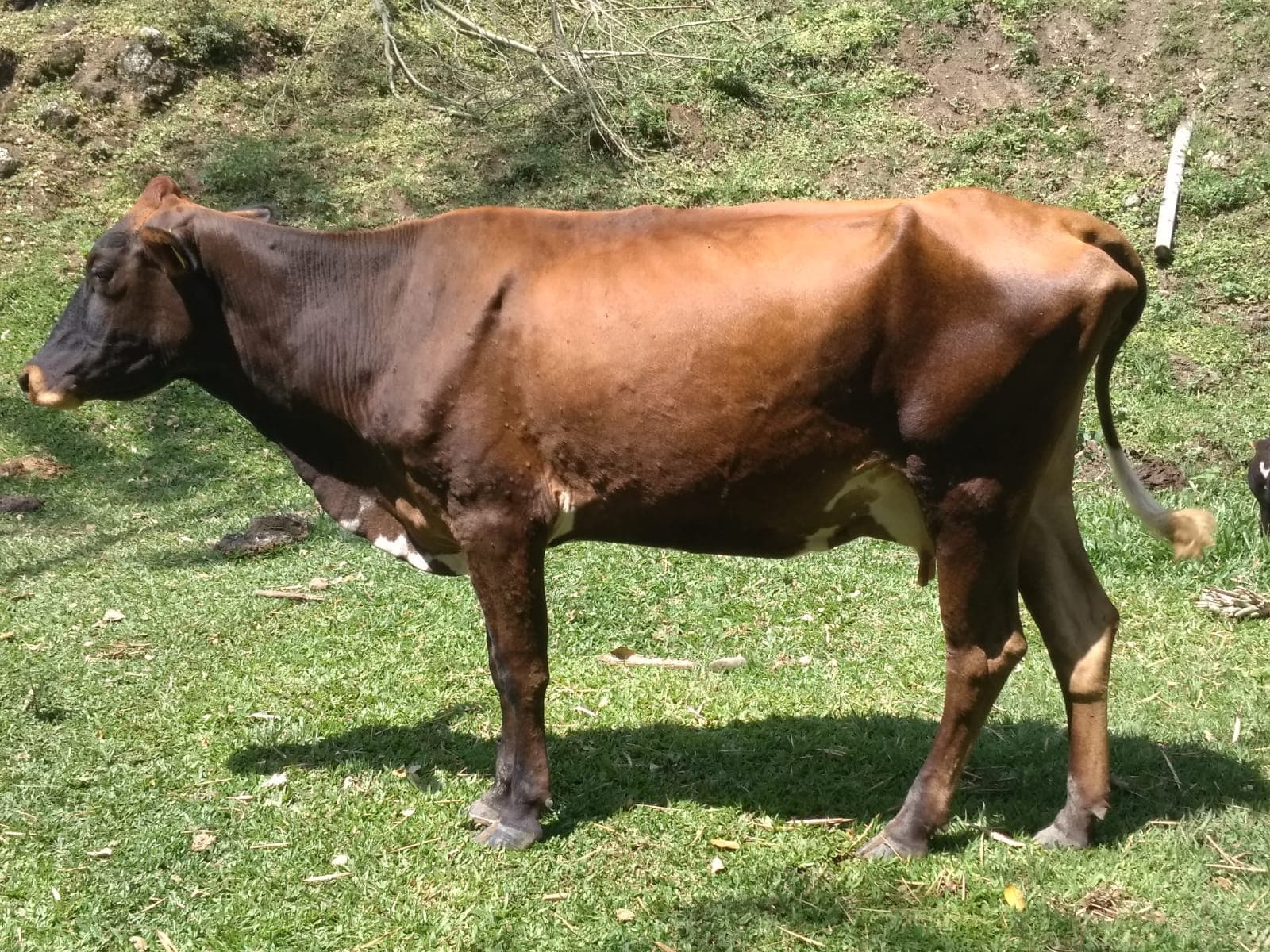 VACA DE SEGUNDO PARTO SE ENCUENTRA PREÑADA — 1