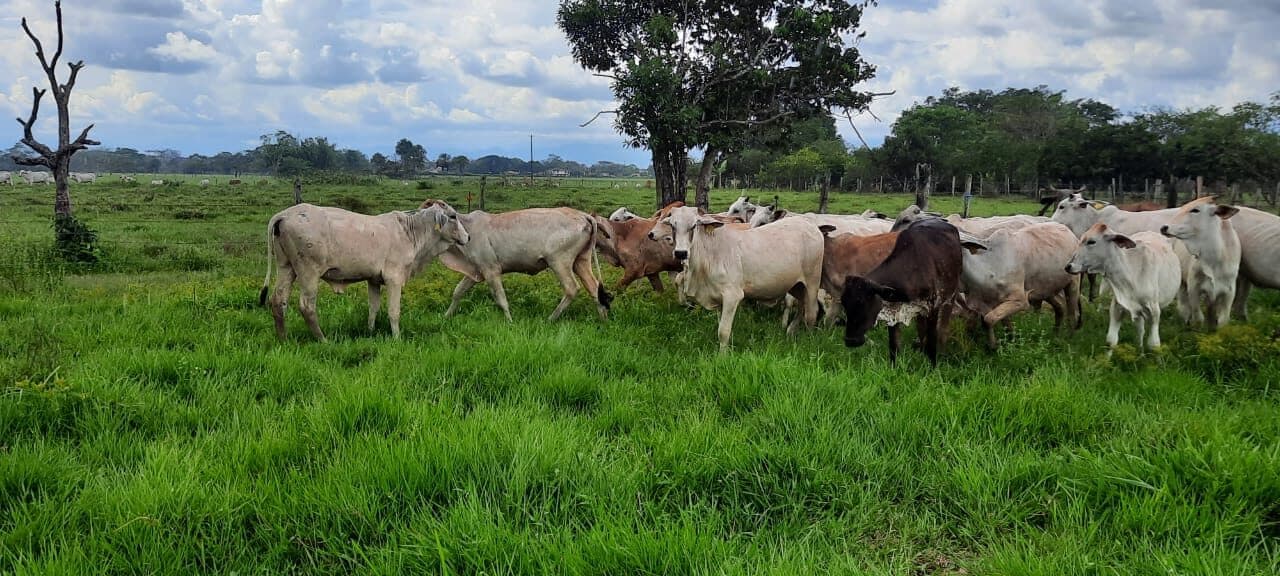 Venta de 20 Novillas para levante o cría 230 kg promedio — 1