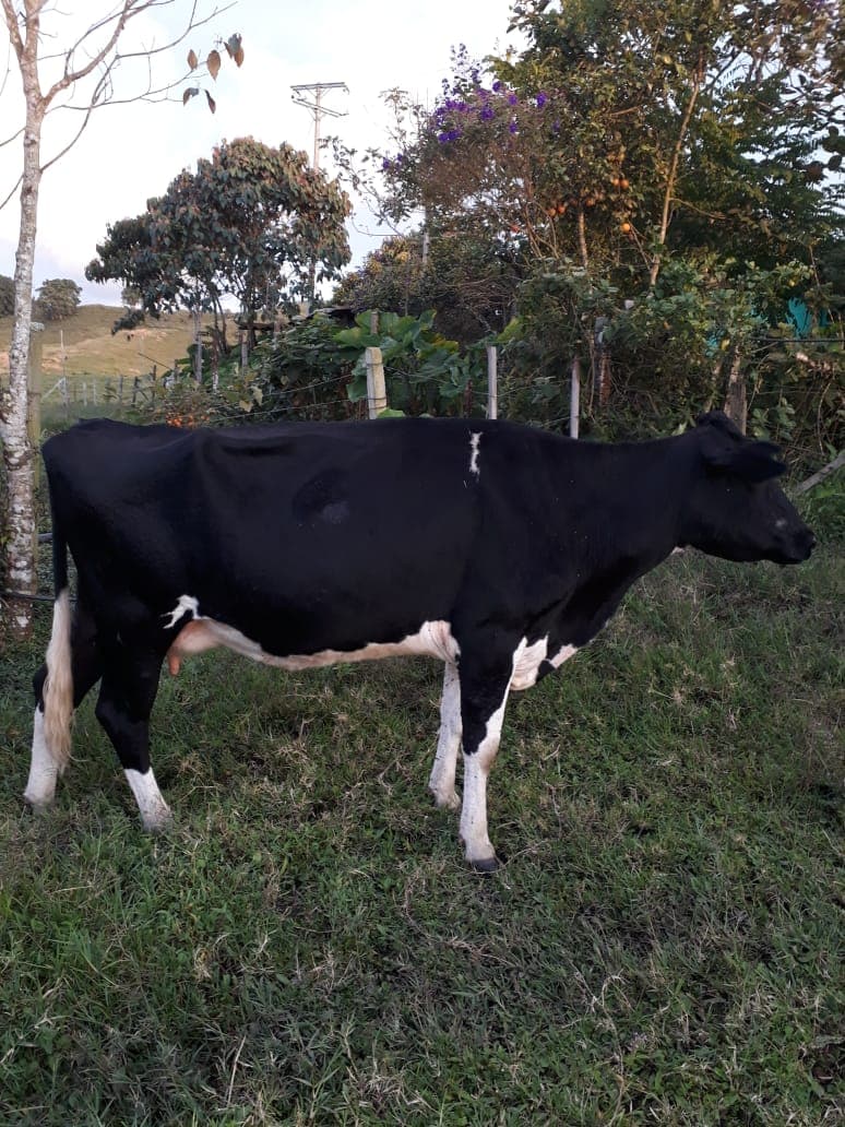 venta de ganado lechero