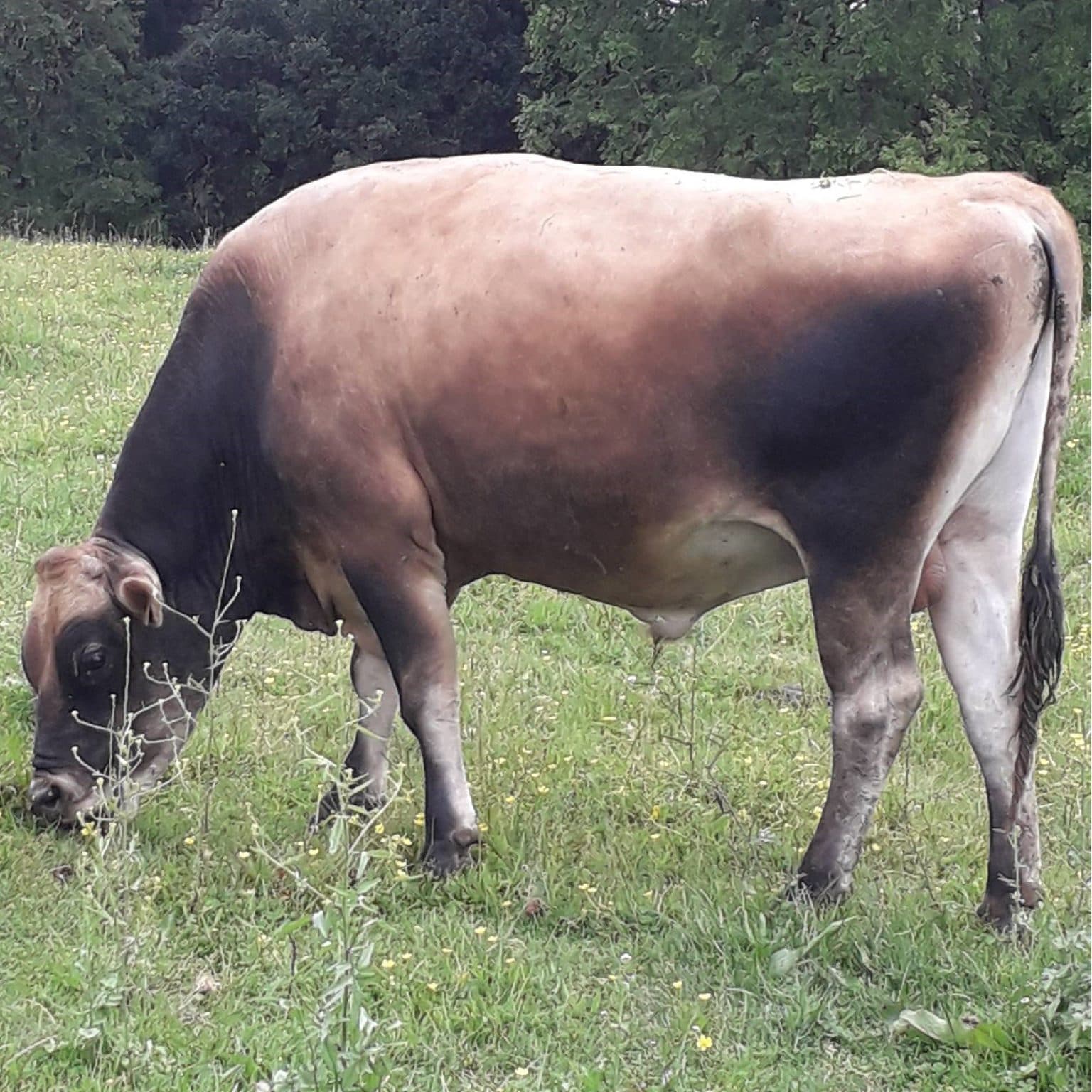 Vendo hermoso TORO RAZA JERSEY PURO. — 1