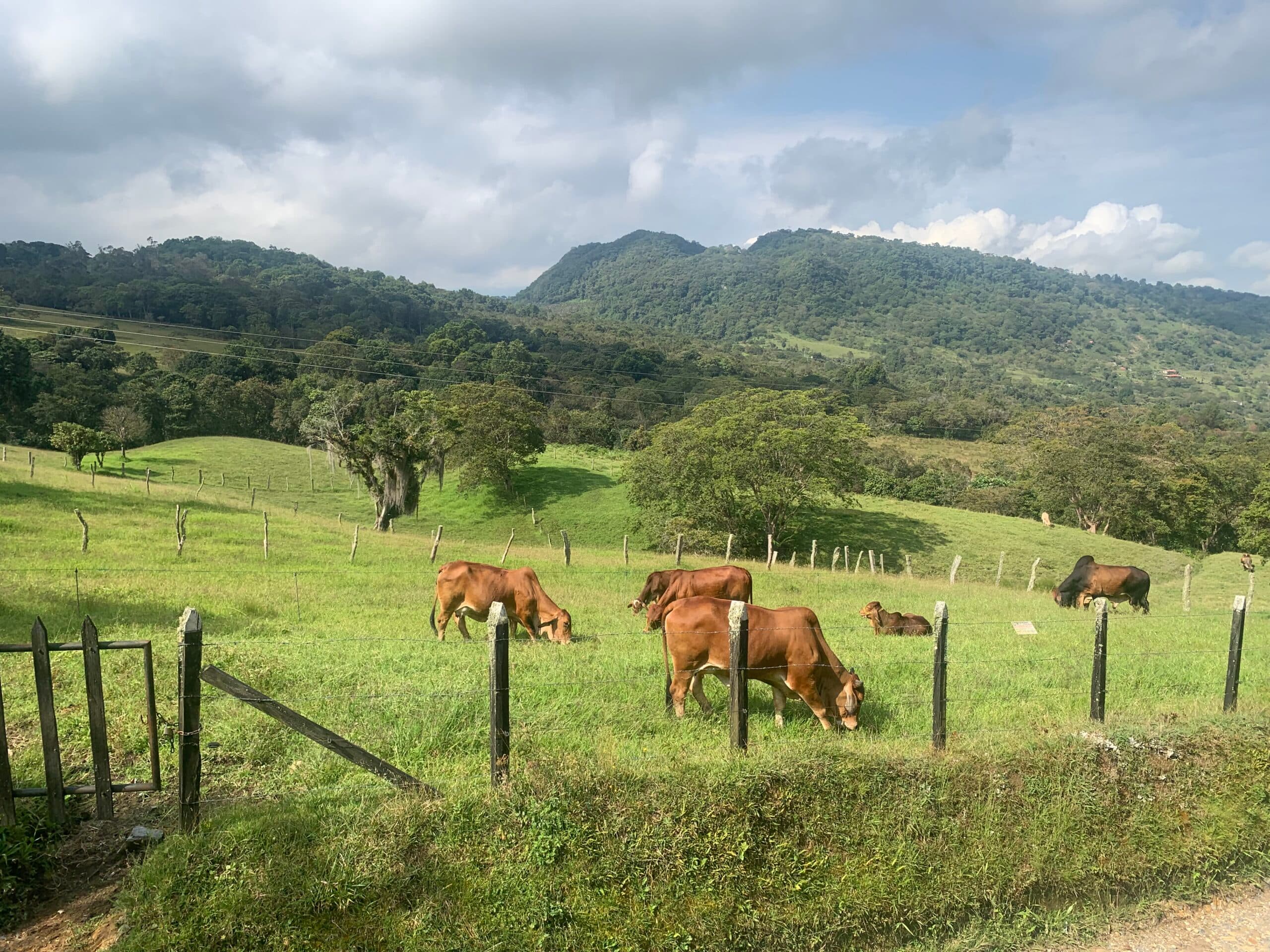 ¡OPORTUNIDAD! Lote de Ganado Brahman Rojo Puro con Genética de Alto Reconocimiento