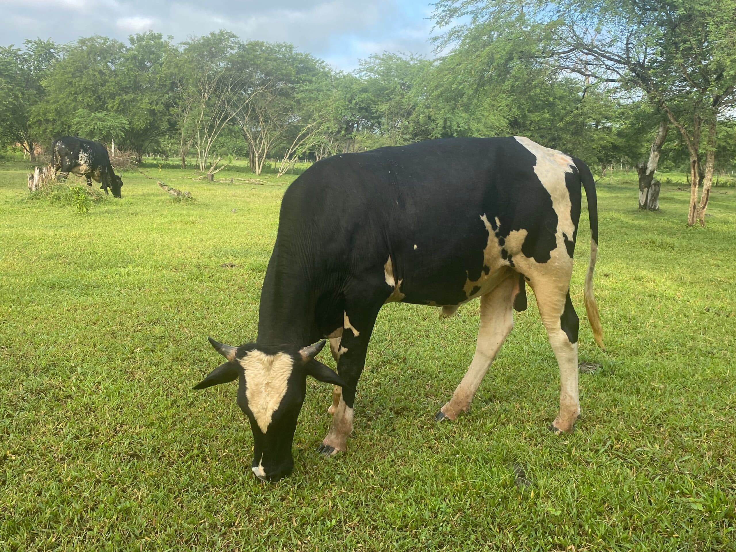 Torete producto de inseminación artificial. Padre Holstein Americano. Madre mestiza cebu. Nacido y criado en tierra caliente. — 1