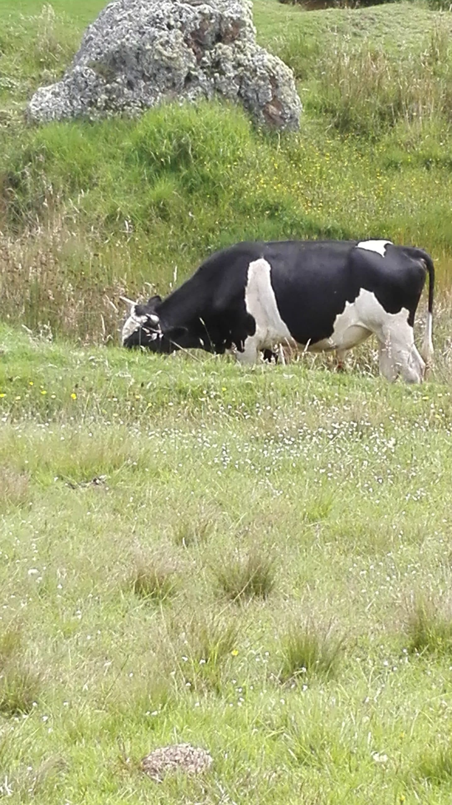Toro reproductor