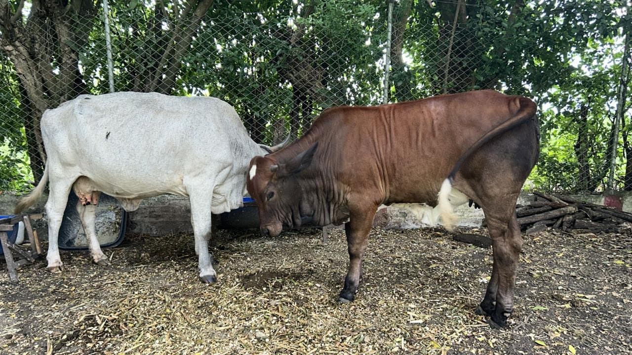 Venta Vaca y Ternera