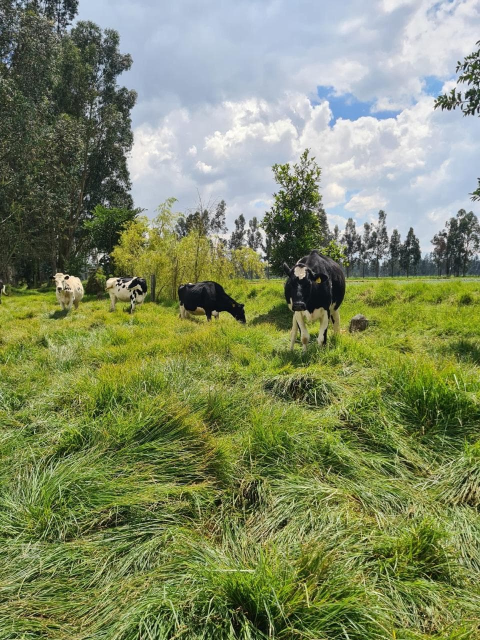 Venta Novillas Holstein de 7 a 8 meses de gestación — 1