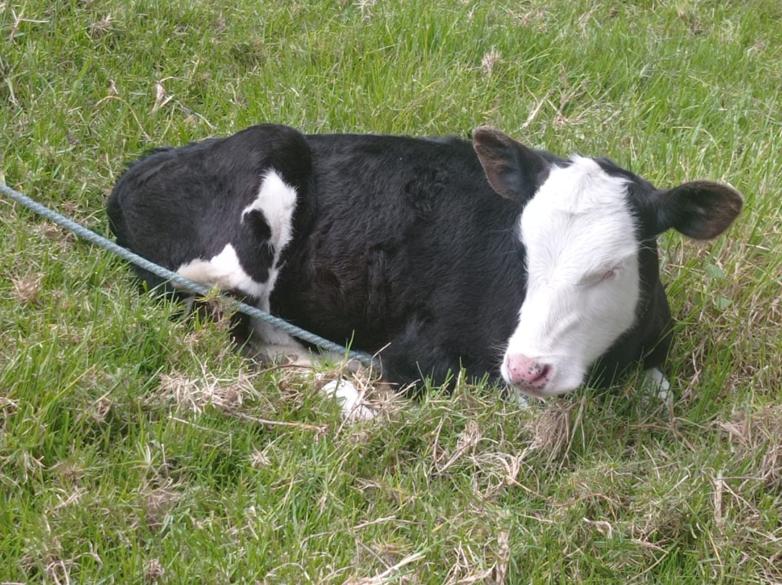 Venta de vacas — 1