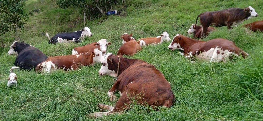 Venta ganado Braford y Hereford — 1