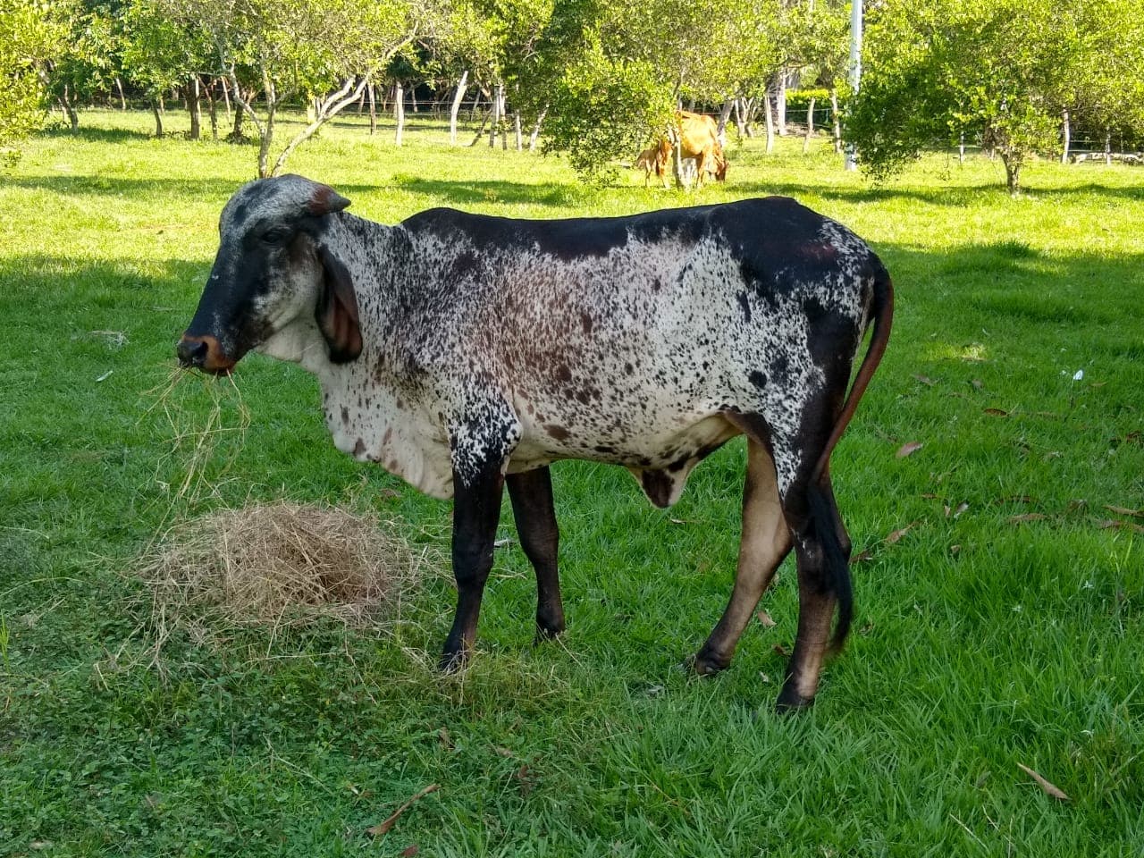 Hermosa hembra Gyr — 1