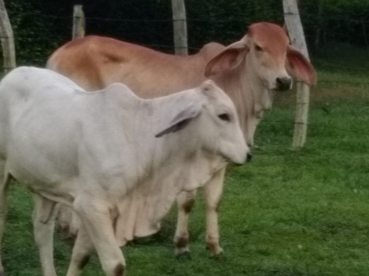 Novillas Brahman — 1