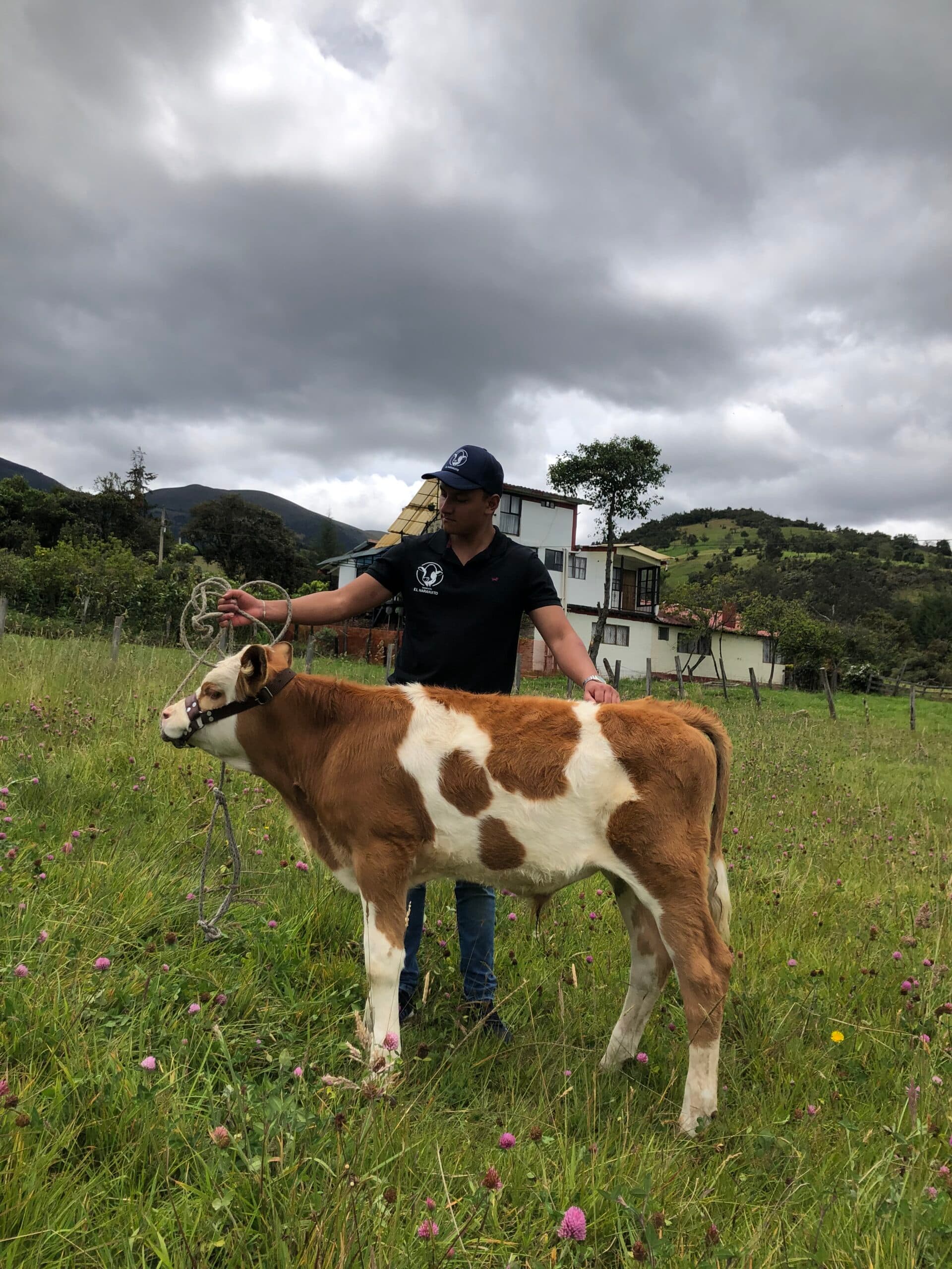 Venta machos simmental puro — 1
