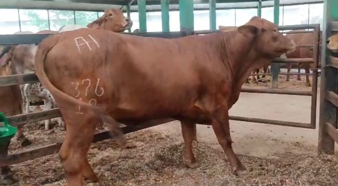 VENTA HEMBRA BRANGUS EXCELENTE CONDICION CORPORAL SERVIDA CON BRAHMAN PURO TANQUE TRUENO — 1