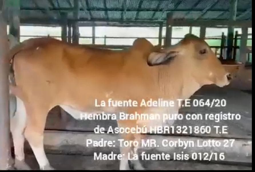 VENTA HEMBRA PURA BRHMAN CON REGISTRO — 1