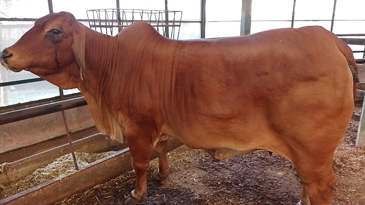 DONADORA PIE DE CRIA DE GANADERIA LA FUENTE SAS — 1