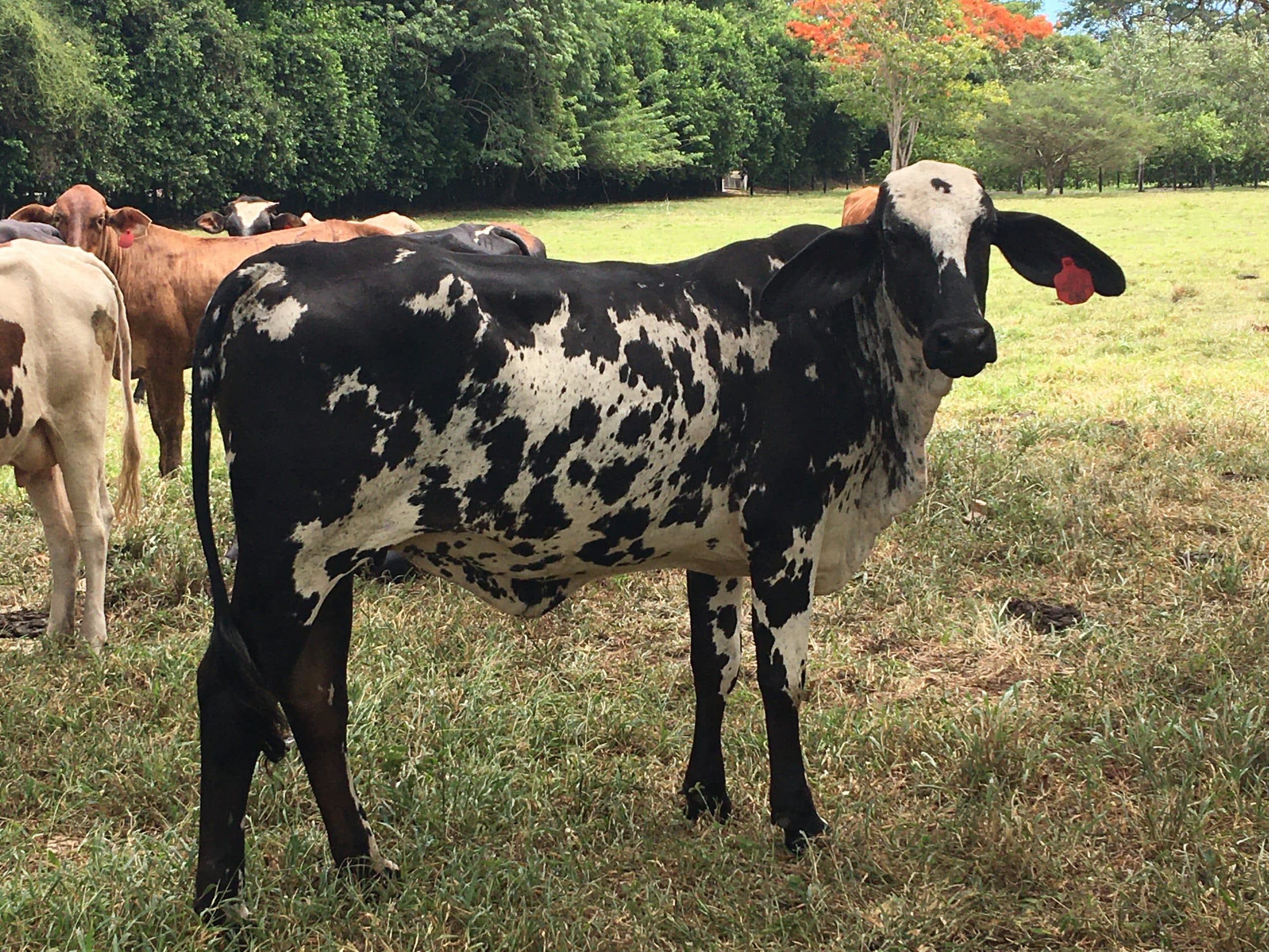 Venta de novillas y vacas tipo leche