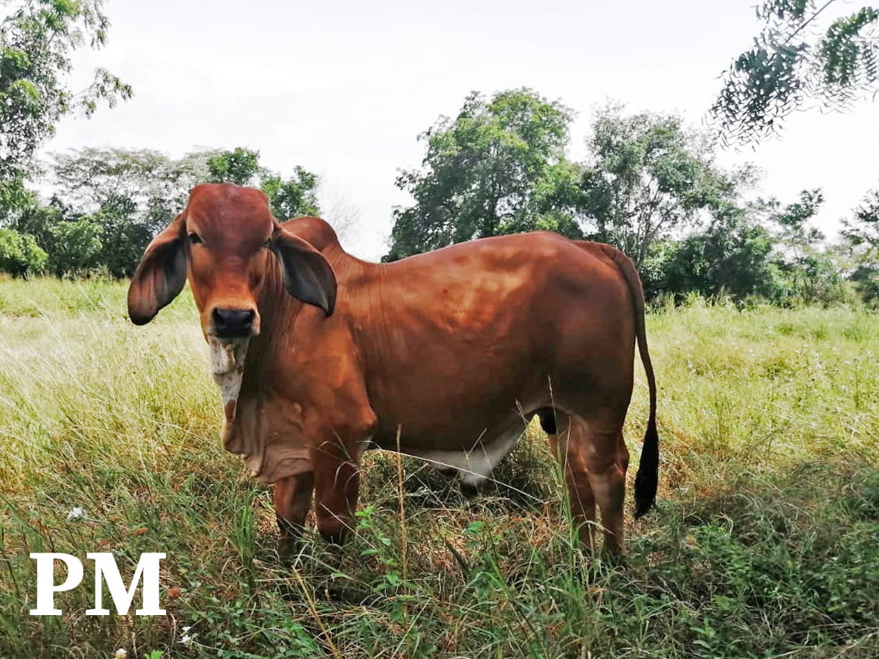 Venta Torete brahman puro comercial extra — 1