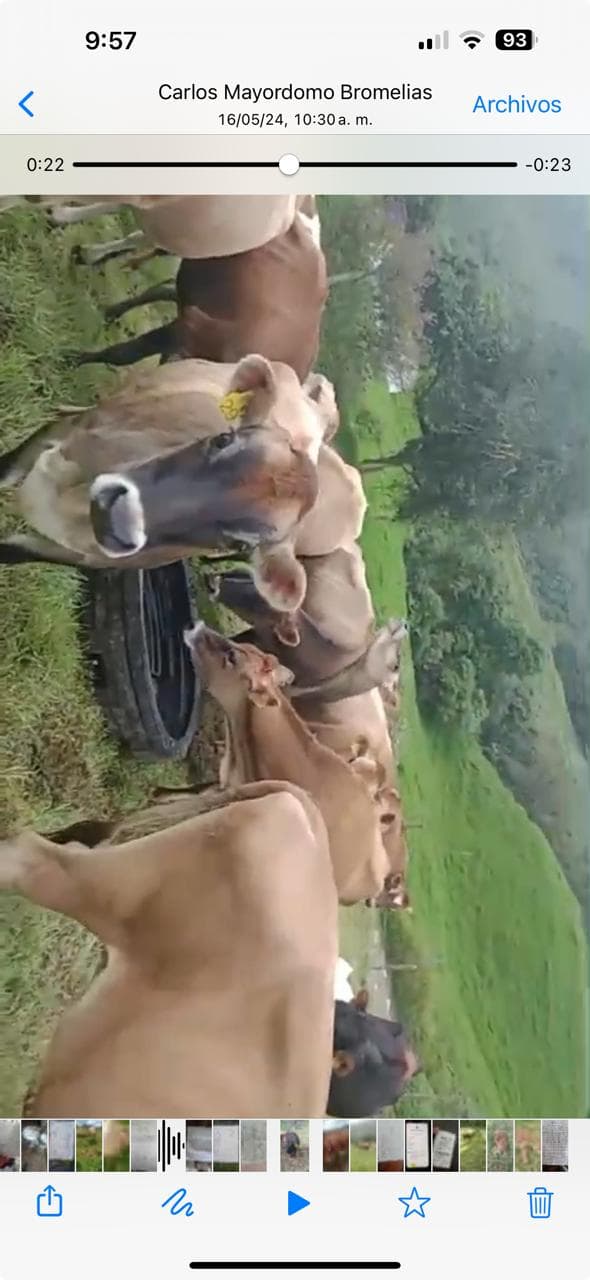 16 novillas JERSEY con registro en la ceja 300kg — 1