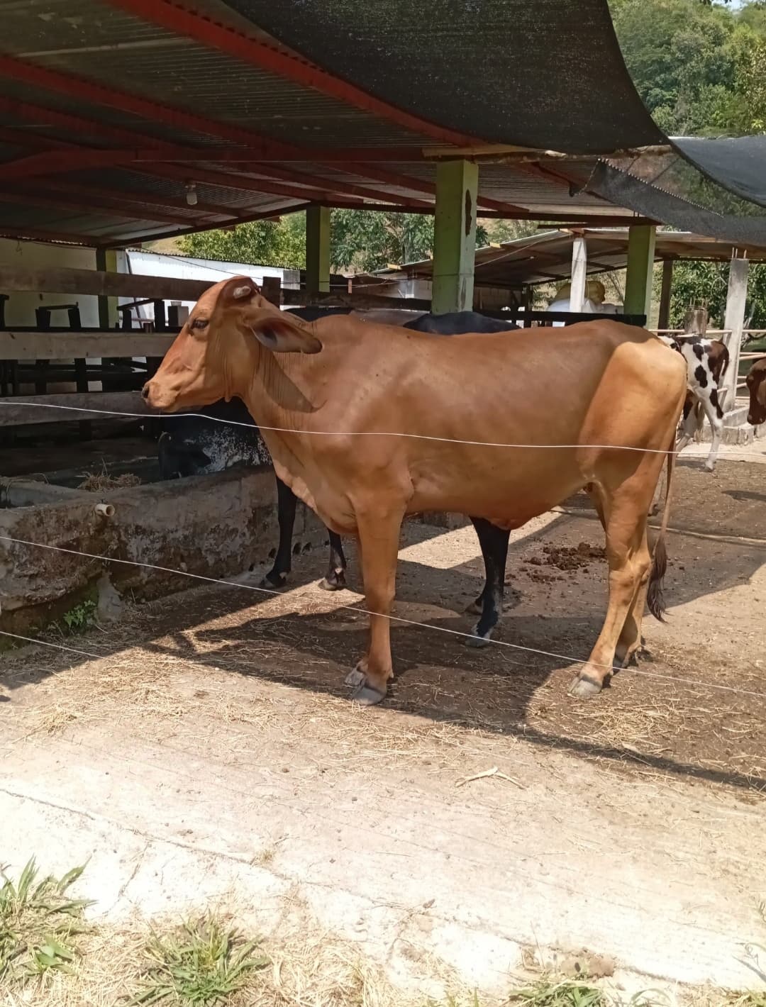 Vendo Novilla Preñada — 1