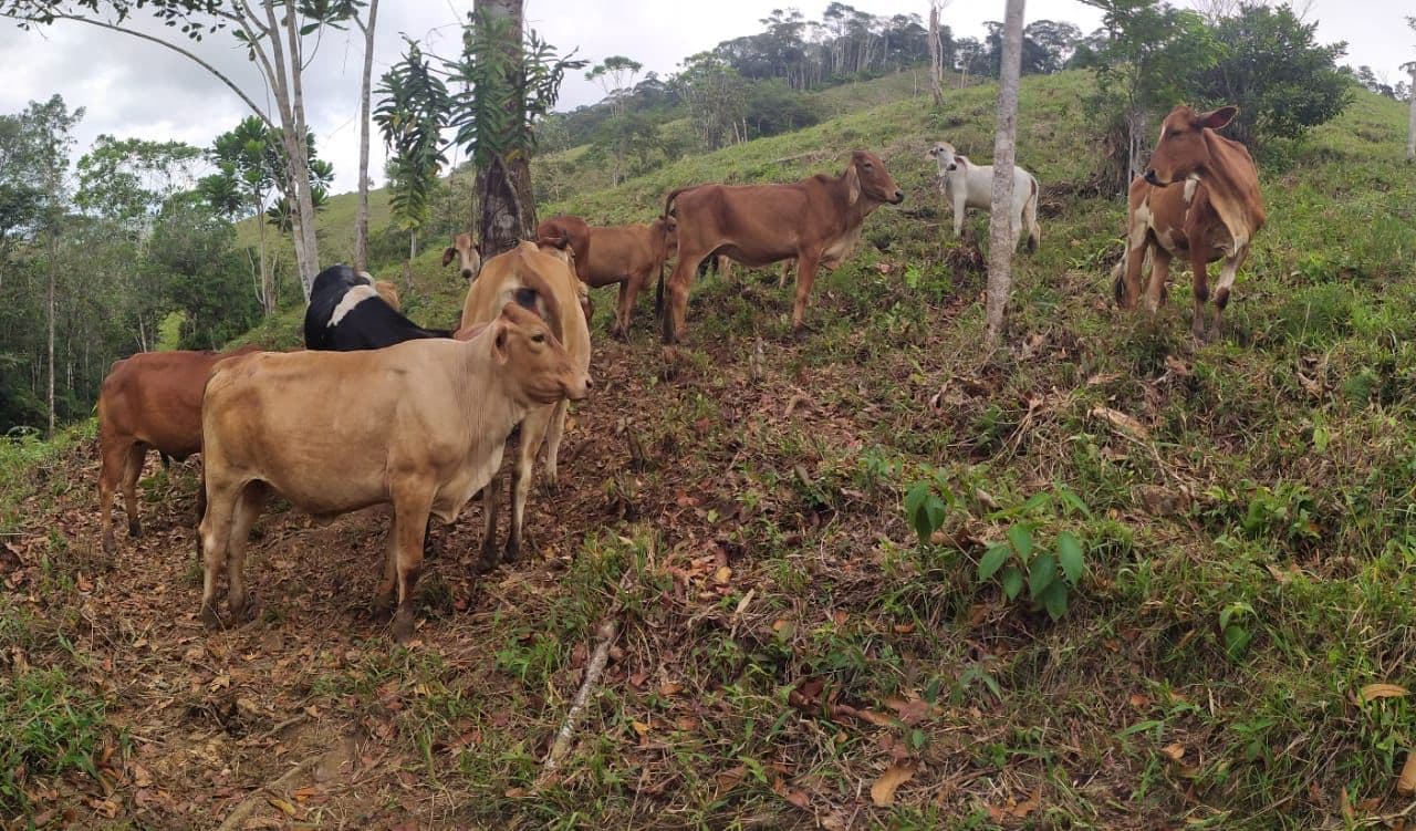 Vendo lote de 10 animales, braman, simbrah y holstein. Cuatro novillas se encuentran preñadas. muy buena genética — 1