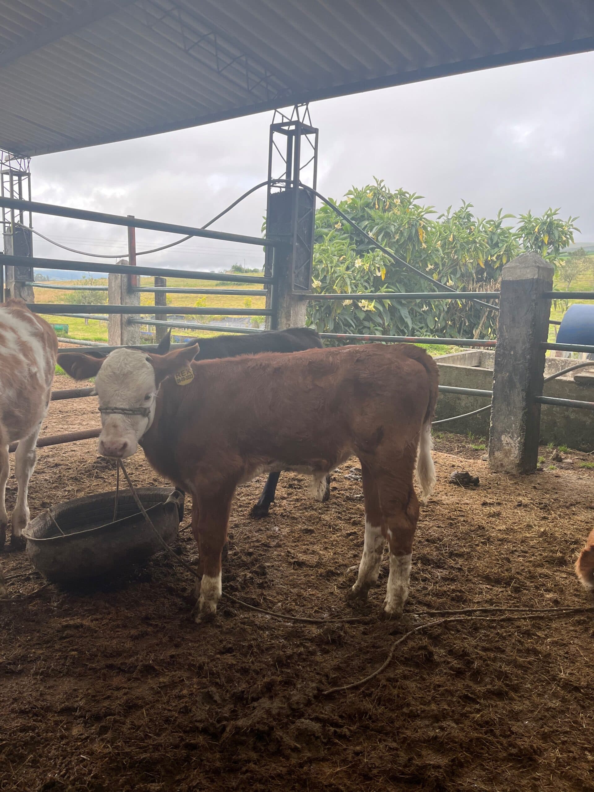 Venta ternero Simmerntal puro con registro — 1