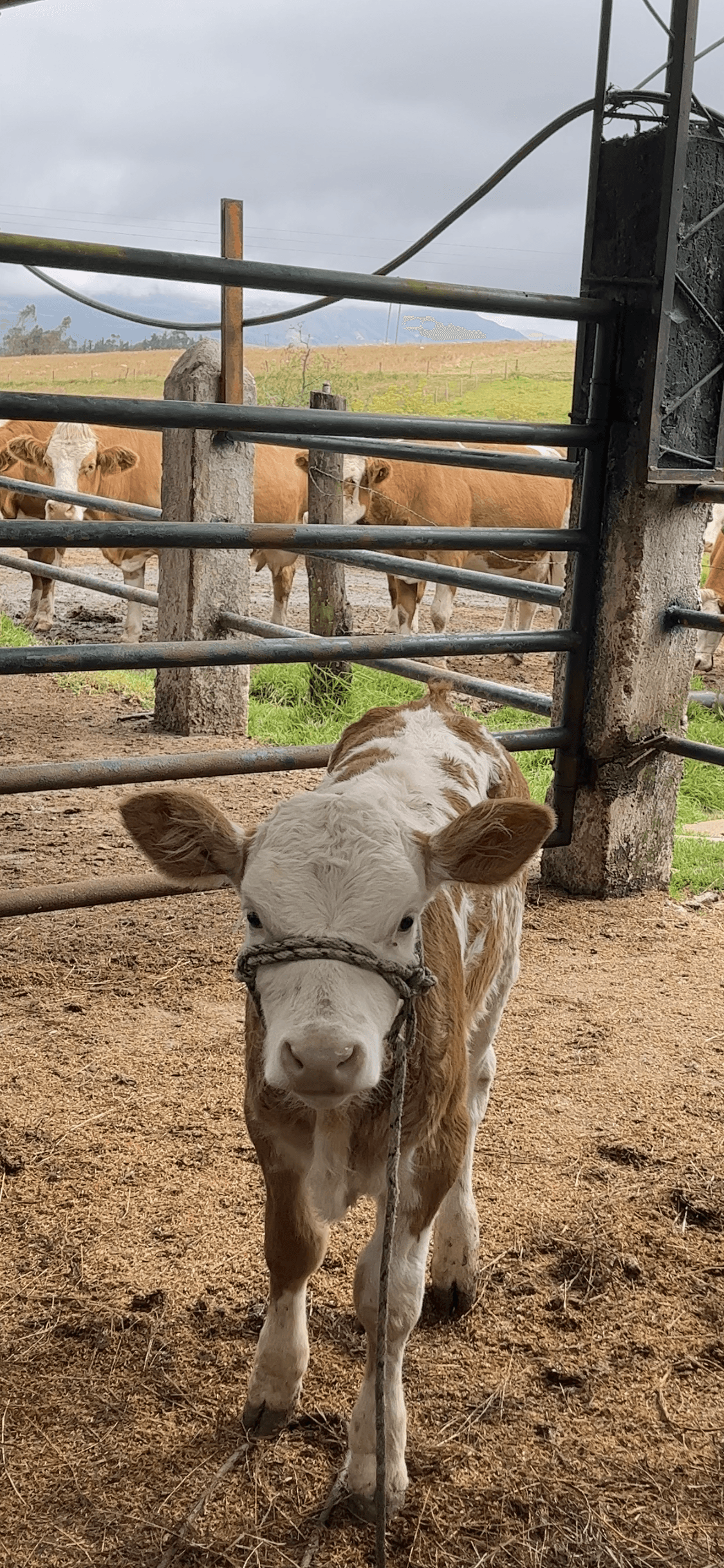 venta ternera simmental pura — 1