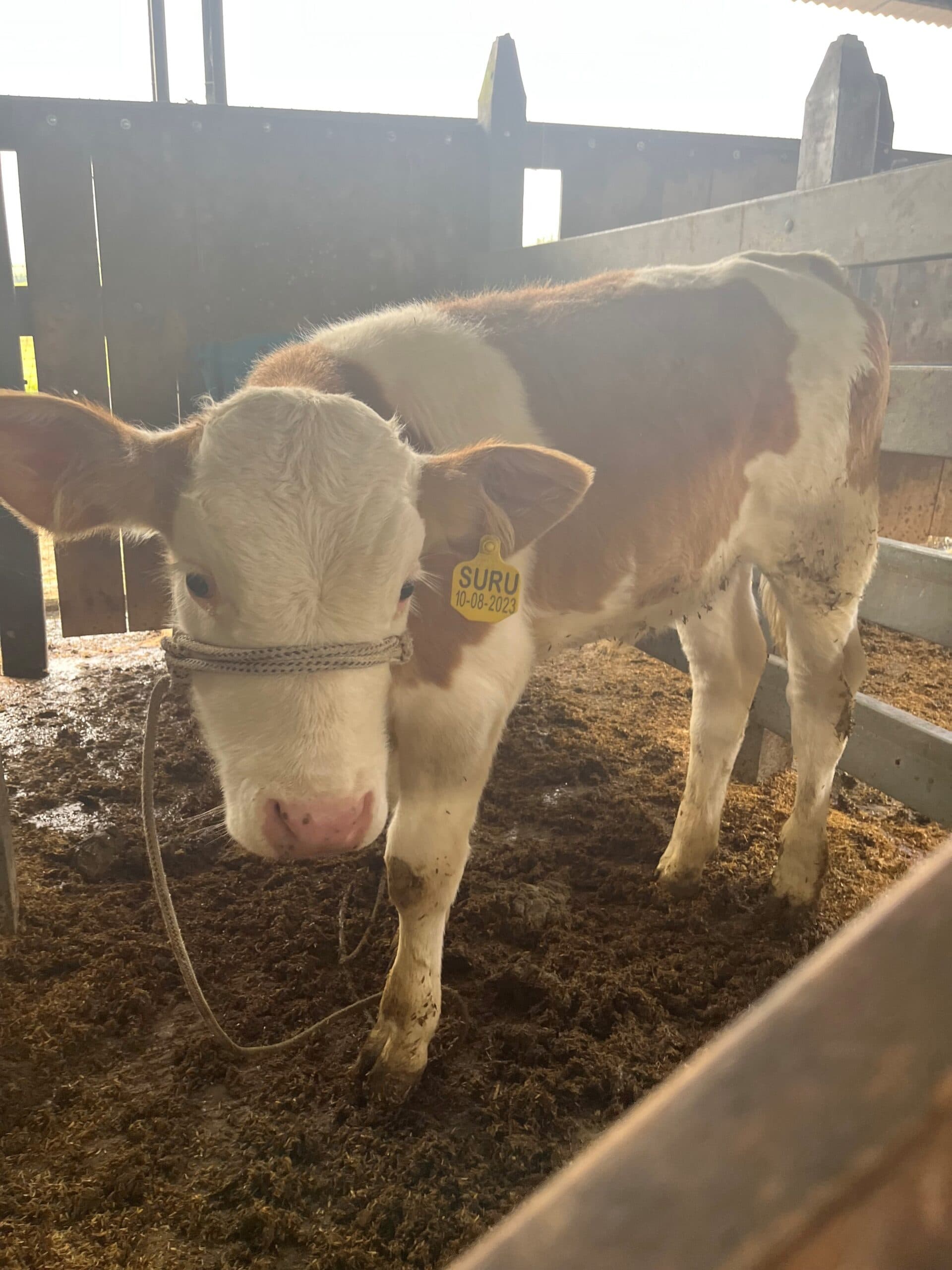 Venta ternero simmental puro con registro — 1