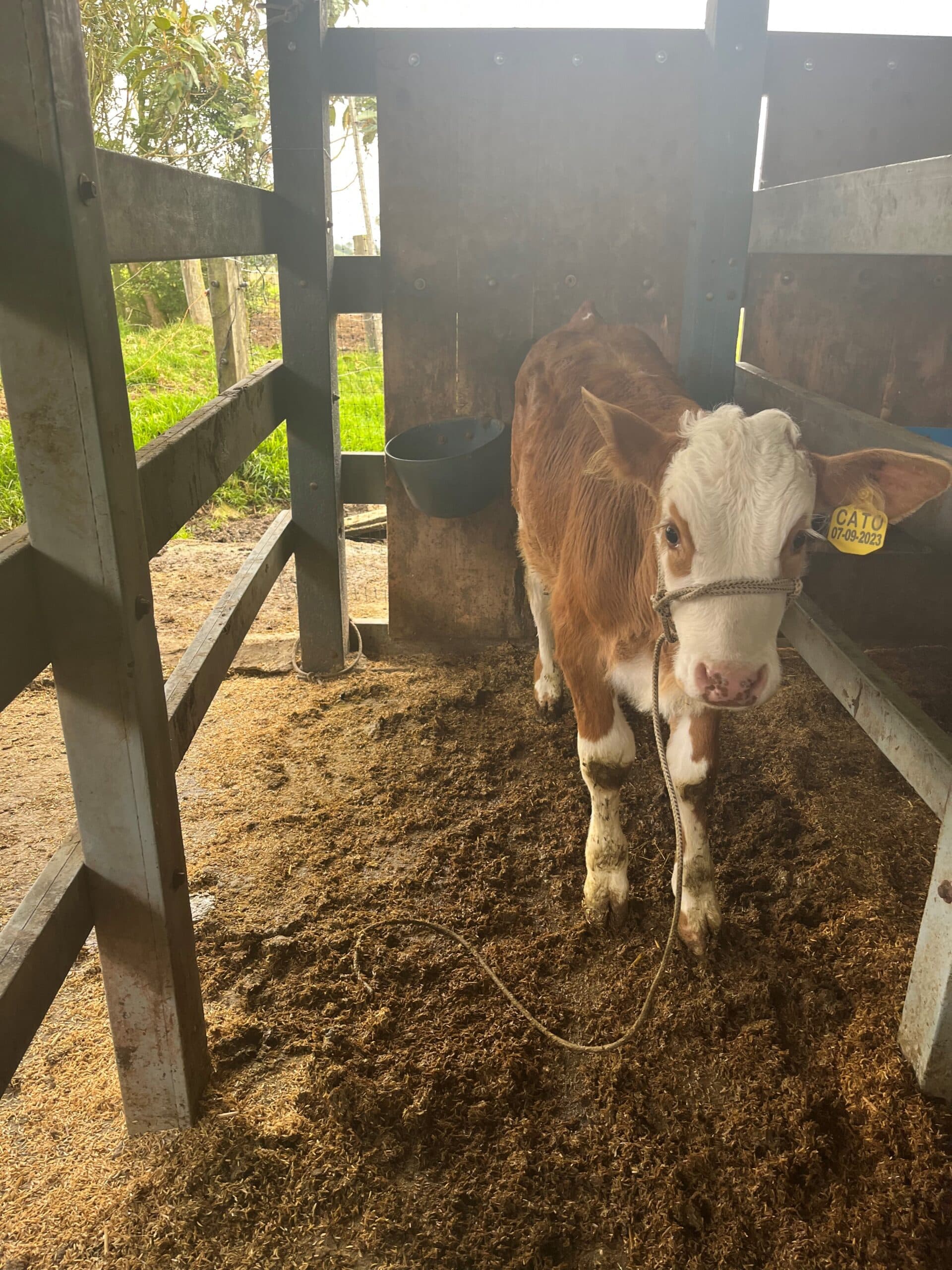 vendo ternero simmental con registro — 1