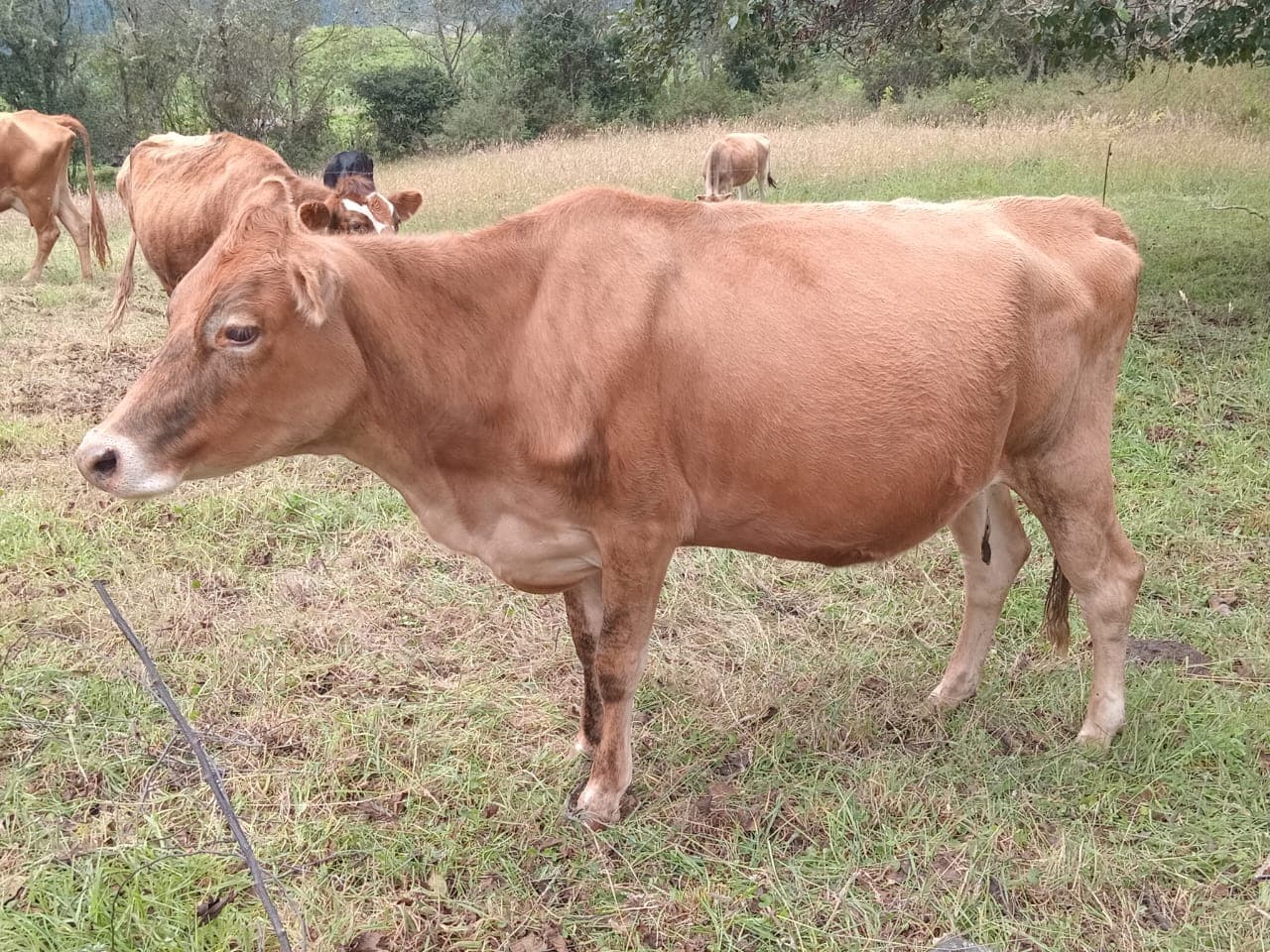 Vendo vaca ¾ jersey — 1